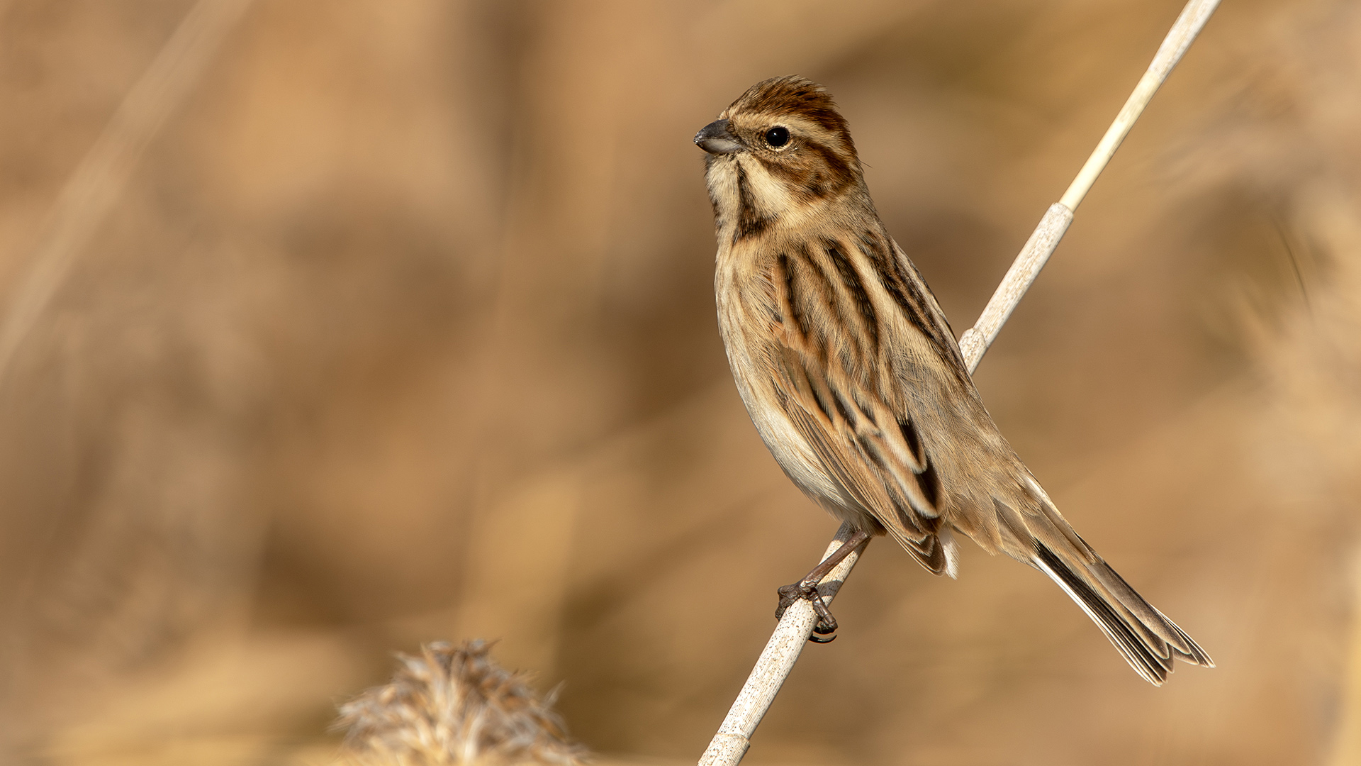 Reed Bunting